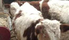 国产牛牛,探寻中国牛肉产业的崛起之路